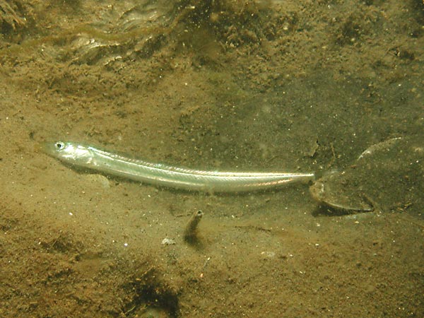 Ammodytes tobianus